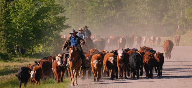 International Beef Producers